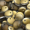 Lentil Beads